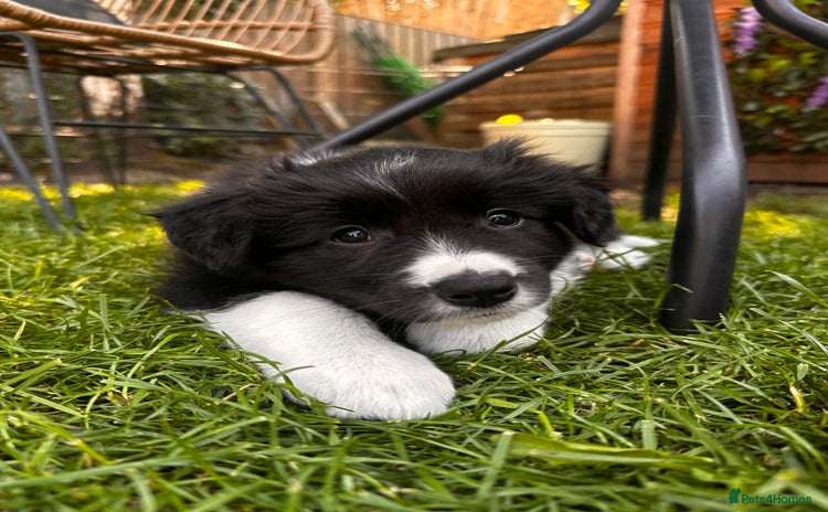 Border Collie dogs - Advert 2