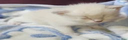 Siberian cats for sale: Gorgeous Neva Masquerade Baby Boy - Advert 4