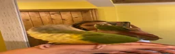 Conures birds for sale: Pineapple Conure  in Ludlow - Advert 2