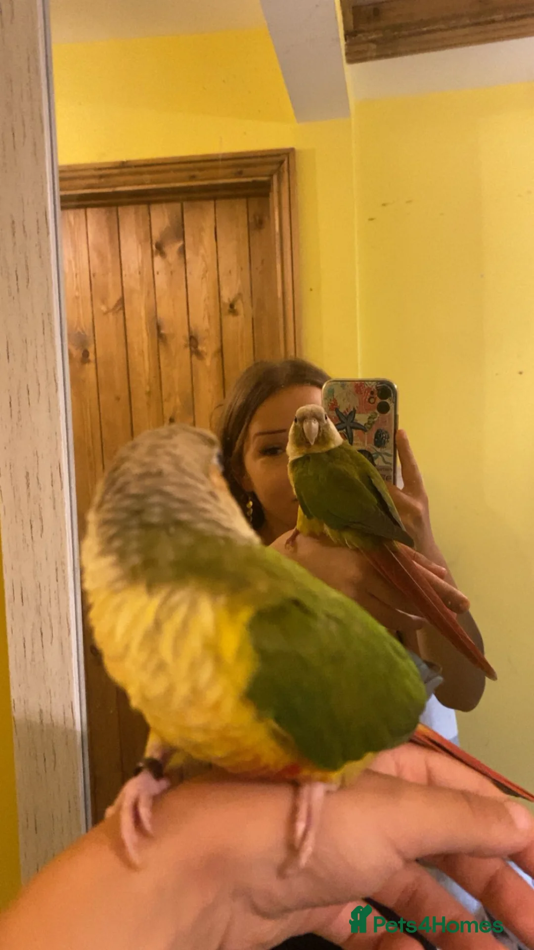 Conures birds for sale: Pineapple Conure  in Ludlow - Advert 2