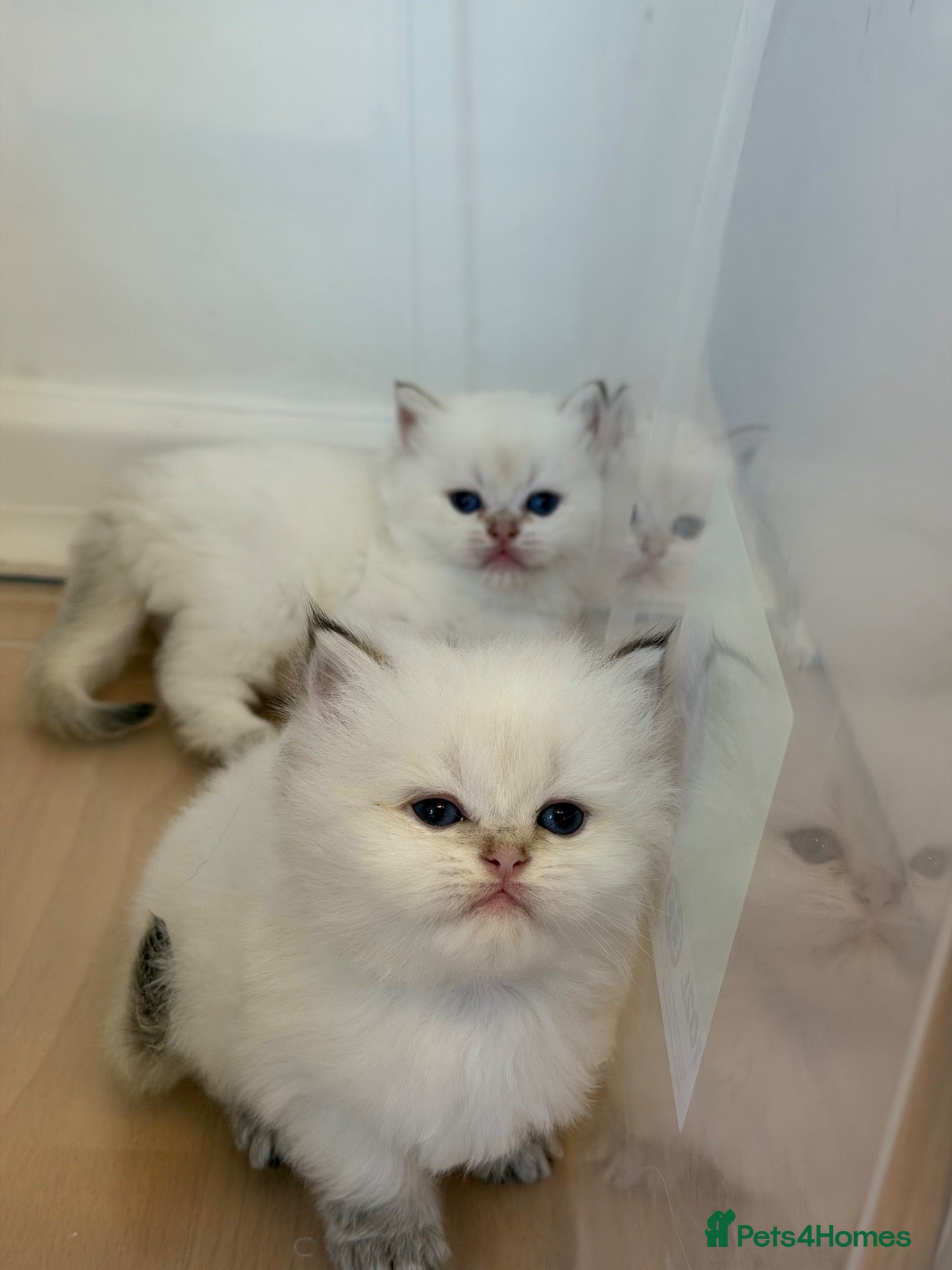 British Longhair cats NY12 GOLDEN SHADED & WHITE BRITISH LONG HAIR - Advert 6
