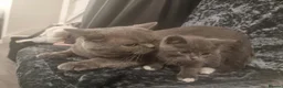 British Shorthair cats for sale: Bsh kittens  in Blackburn - Advert 15