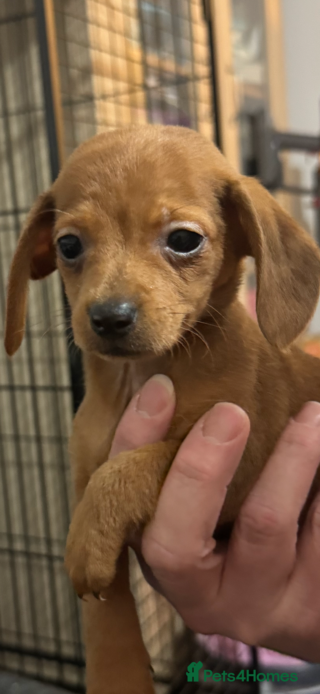 Dachshund dogs for sale: 5 beautiful dachshund 1 girl 4 boys - Advert 37