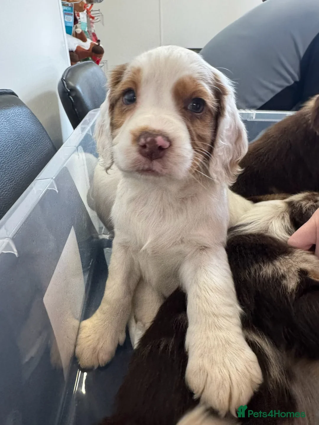 Sprocker dogs for sale: Beautiful marked sprocker girl   - Advert 4