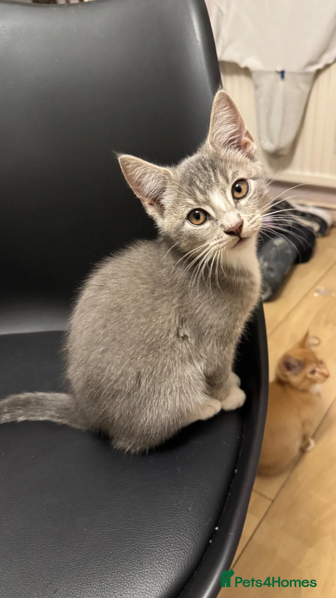 Mixed Breed cats for sale: 3 adorable kittens for sale  in Leicester - Advert 2