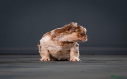 French Bulldog dogs for sale: QUALITY FLUFFY FRENCHIE'S  - Image 7