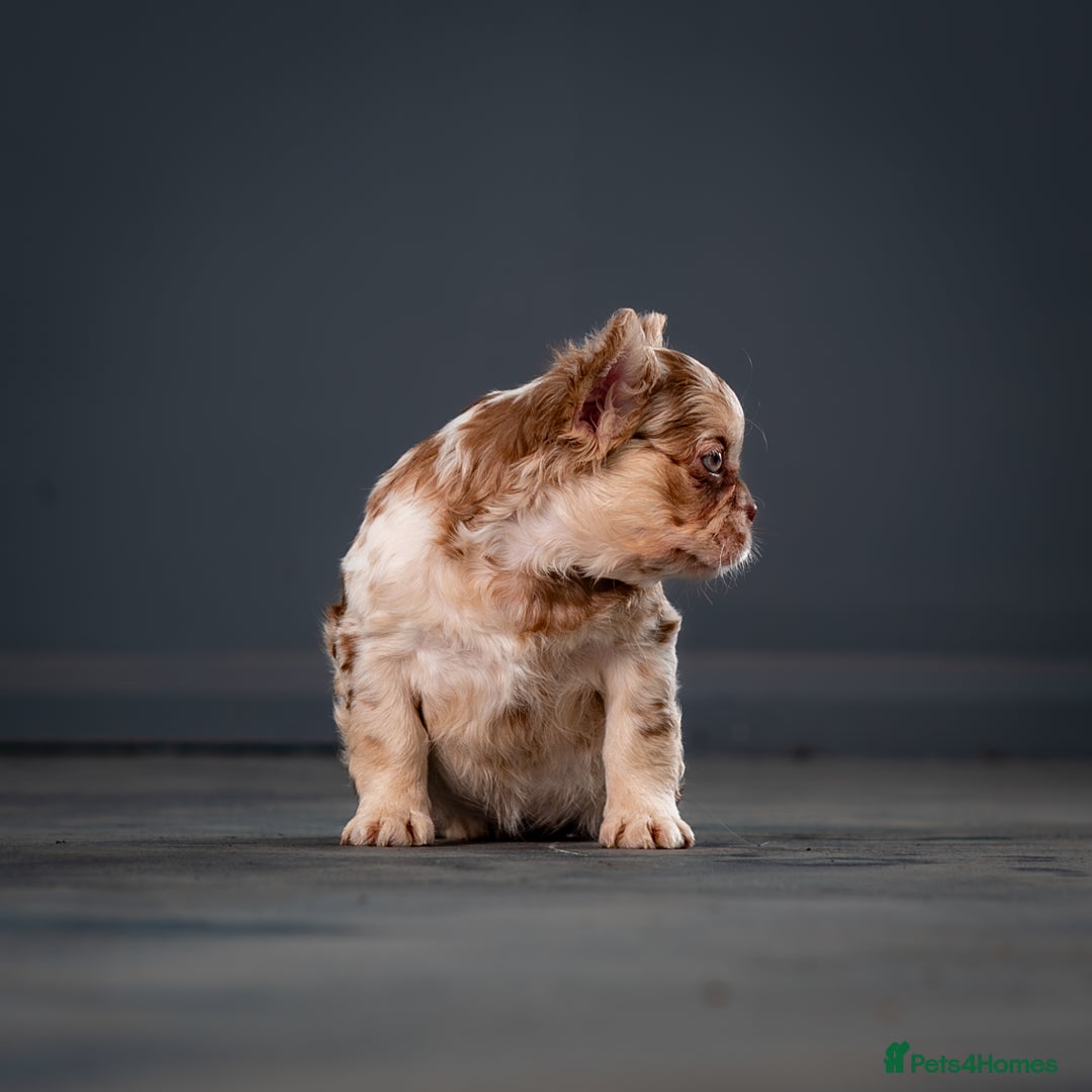 French Bulldog dogs for sale: QUALITY FLUFFY FRENCHIE'S  - Image 7