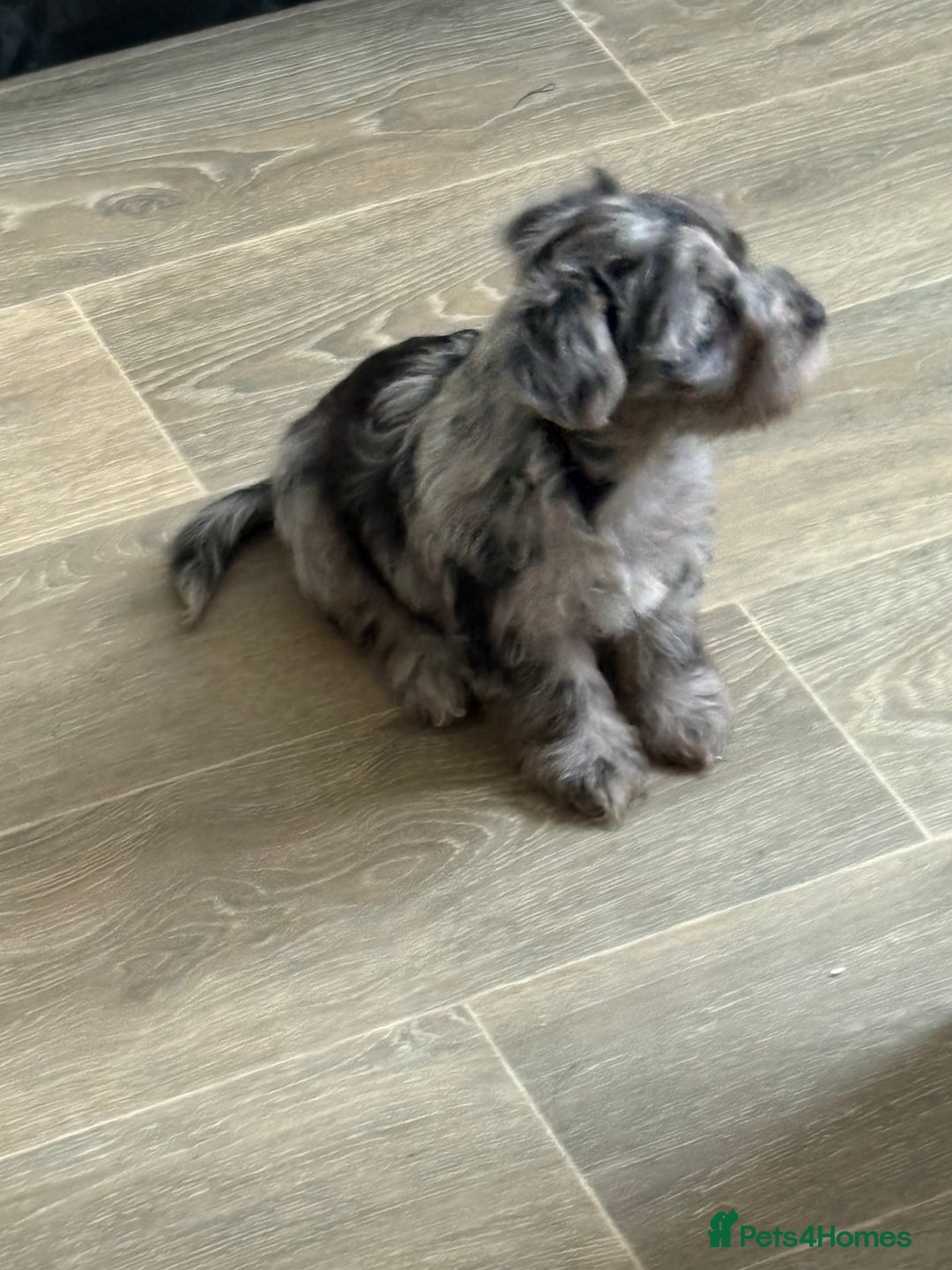 Yorkshire Terrier dogs for sale: Yorkshire terrier pup  - Advert 10