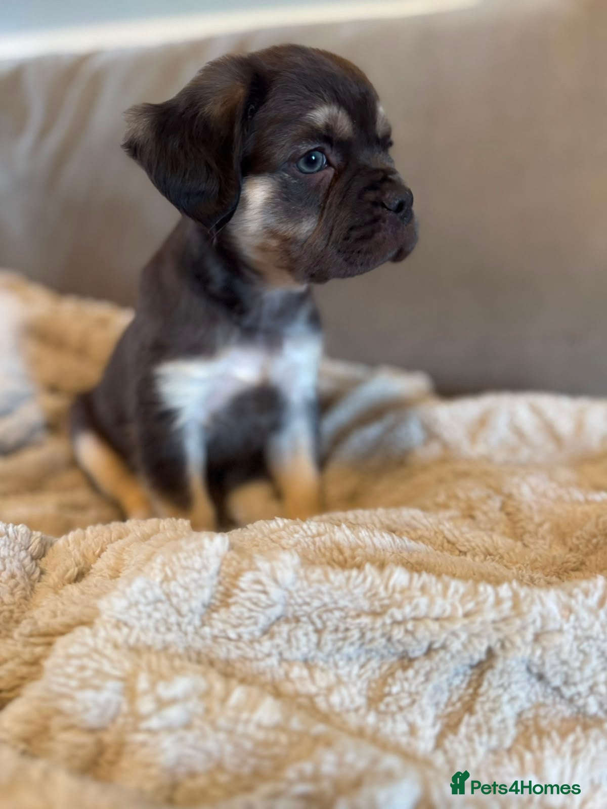 French Bulldog dogs Fluffy French bulldogs - Advert 2