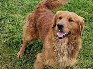 Golden Retriever dogs KC GOLDEN RETRIEVER PUPPIES, HEALTH SCORED PARENTS - Advert 10