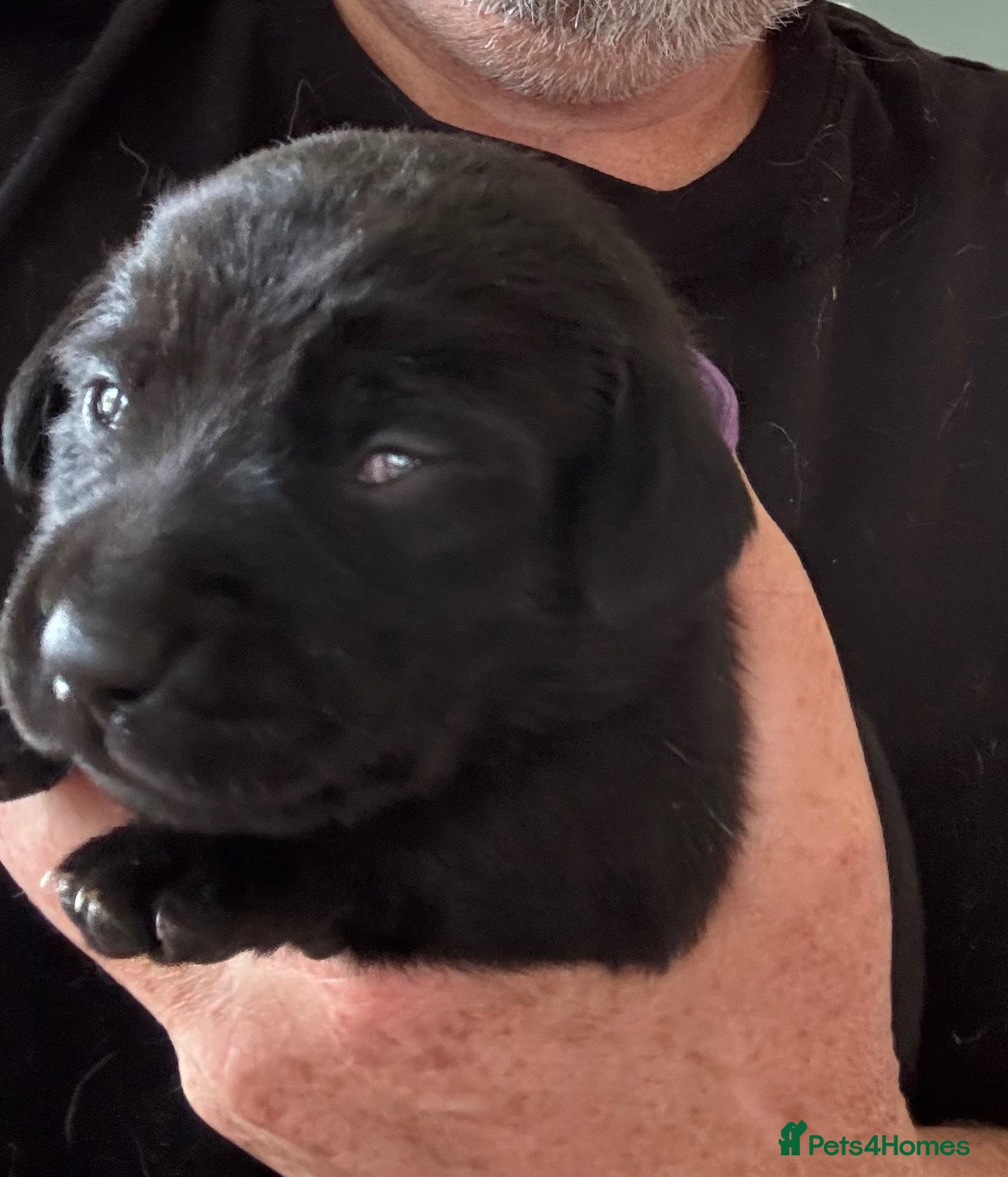 Mixed Breed dogs Breaking News: The impossible has happened. - Advert 18