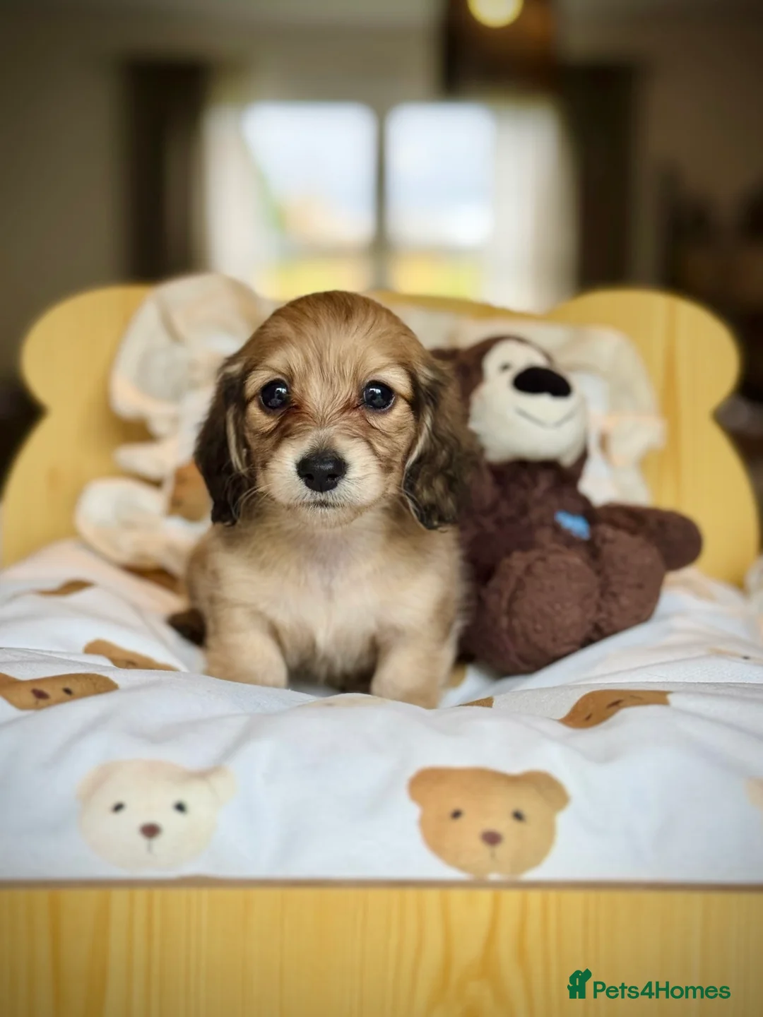 Miniature Dachshund dogs for stud: KC Registered - Health Tested - Proven Stud Dog 🏅 - Advert 27