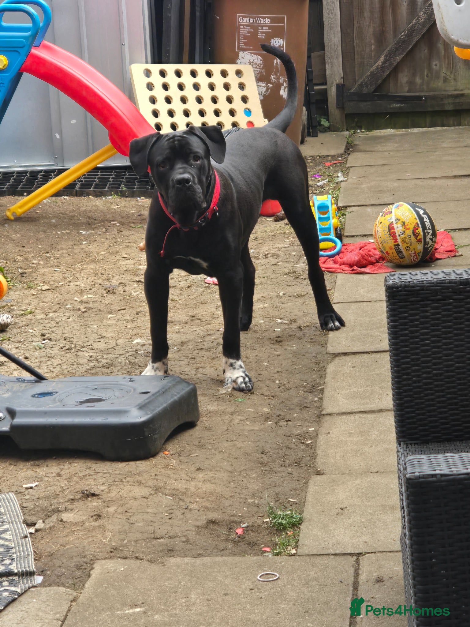 Cane Corso dogs Cane Corso For Sale - Advert 1