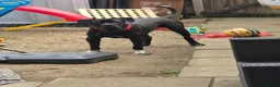 Cane Corso dogs for sale: Cane Corso For Sale - Advert 1