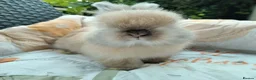 Angora rabbits for sale: English Full Face Angora Bunnies ***Boy in Stoke-on-Trent - Advert 7