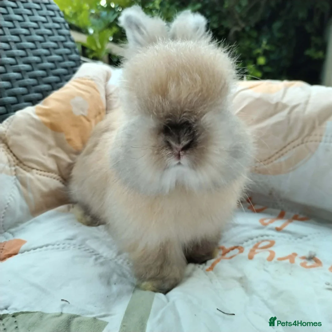 Angora rabbits for sale: English Full Face Angora Bunnies ***Boy in Stoke-on-Trent - Advert 7