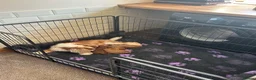 Cavapoo dogs for sale: 🐾 Extensively Health Tested Puppies 🐾 - Advert 11