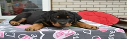 Rottweiler dogs for sale: jahxs saspdm Rottweiler pups for sale in Brighouse - Advert 7