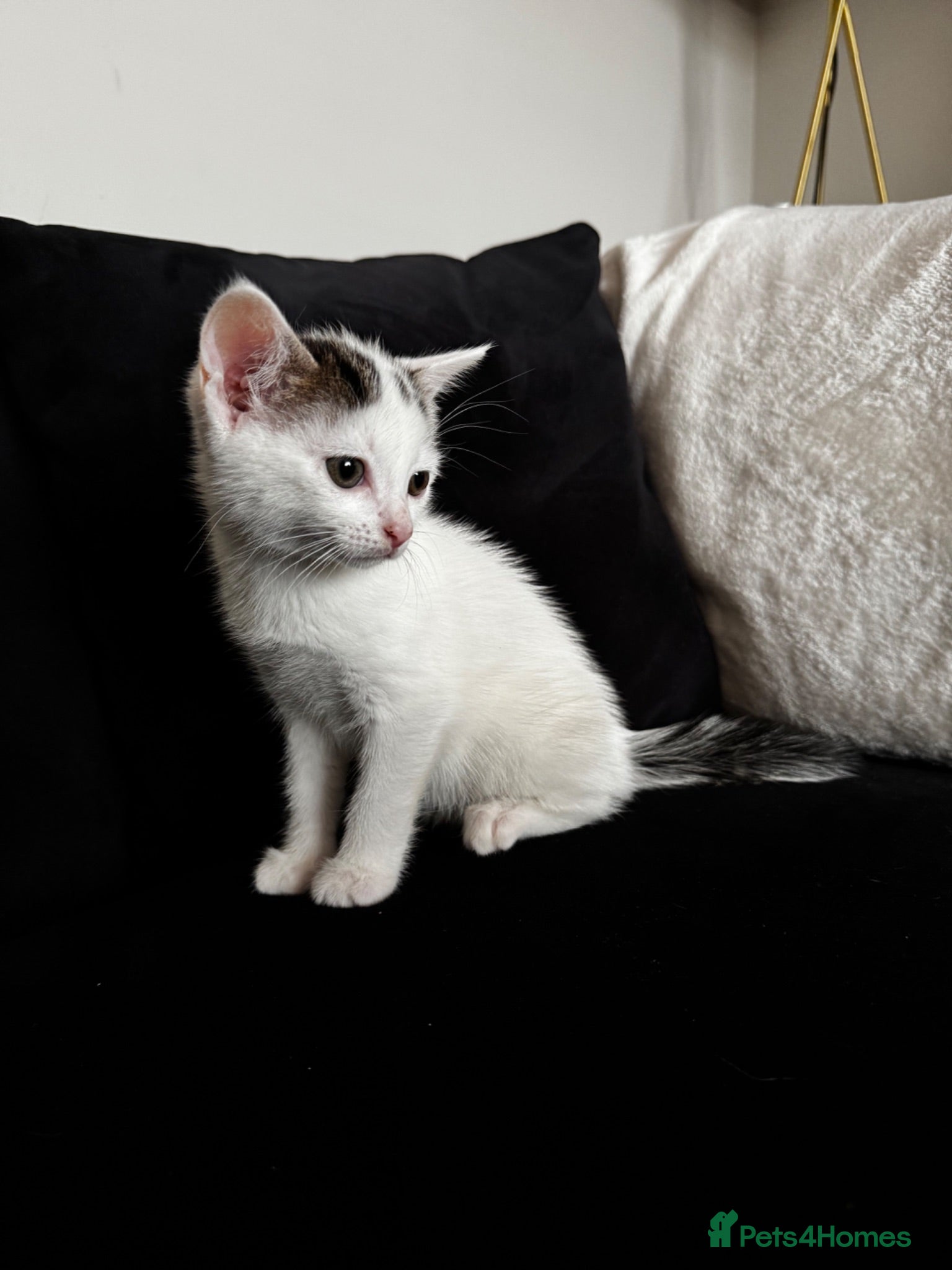 Domestic Shorthair cats domestic shorthair female  - Advert 8