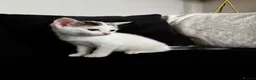 Domestic Shorthair cats for sale: domestic shorthair female  in Worksop - Advert 1