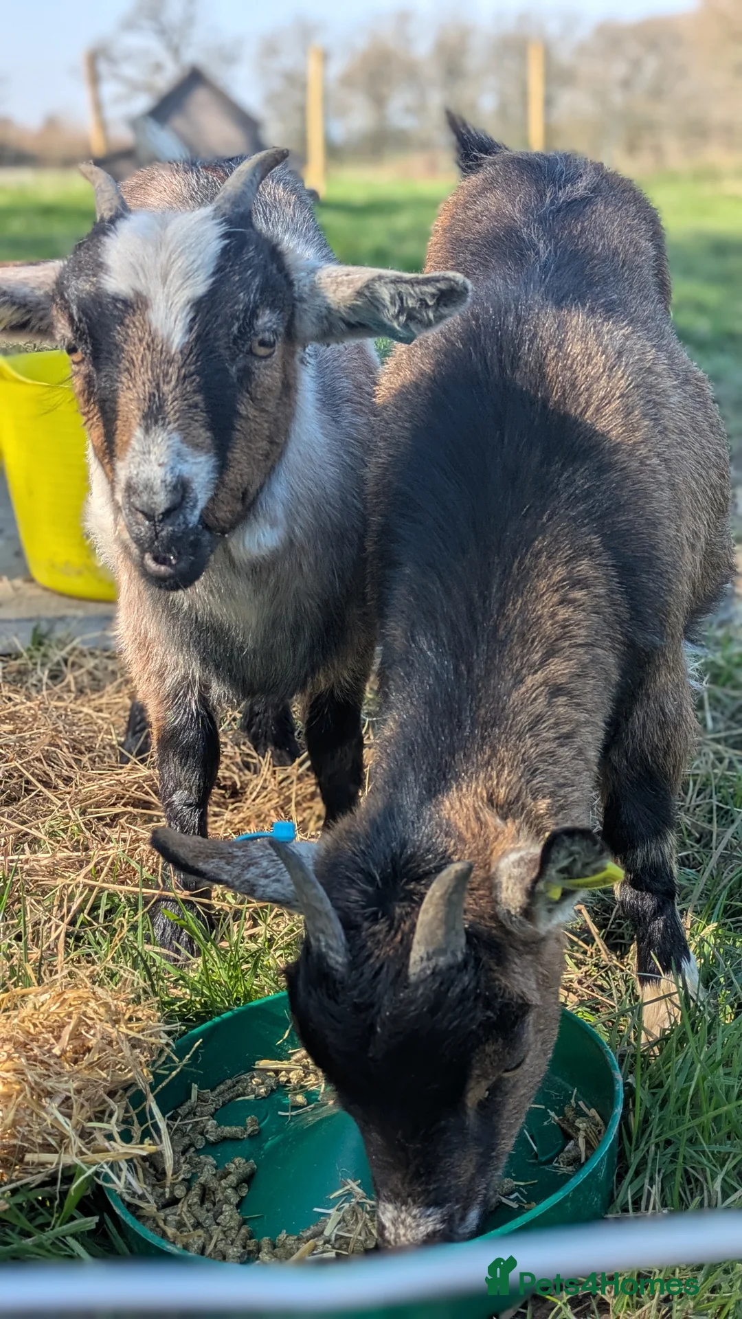 Goats livestock for sale: Pygmy Nanny Goats - Advert 5