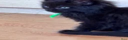 Maine Coon cats for sale: 🐾 BEAUTIFUL BLACK SMOKE MAINE COON KITTENS 🐾 - Advert 26
