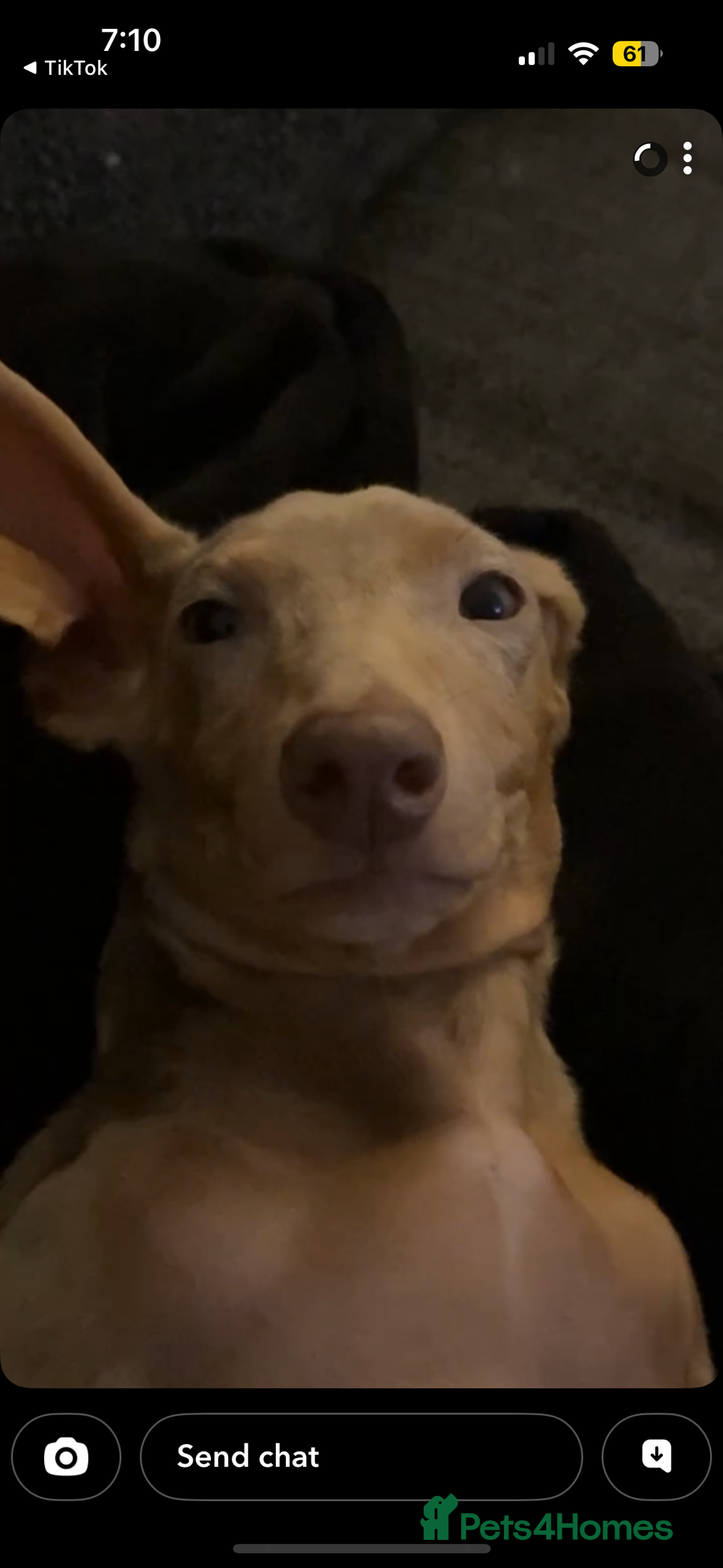 Miniature Dachshund dogs for sale: Koda, Dapple mini Dach - Advert 4