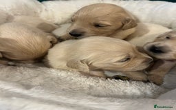 Golden Retriever dogs for sale: Stunning golden retriever puppies   - Image 1