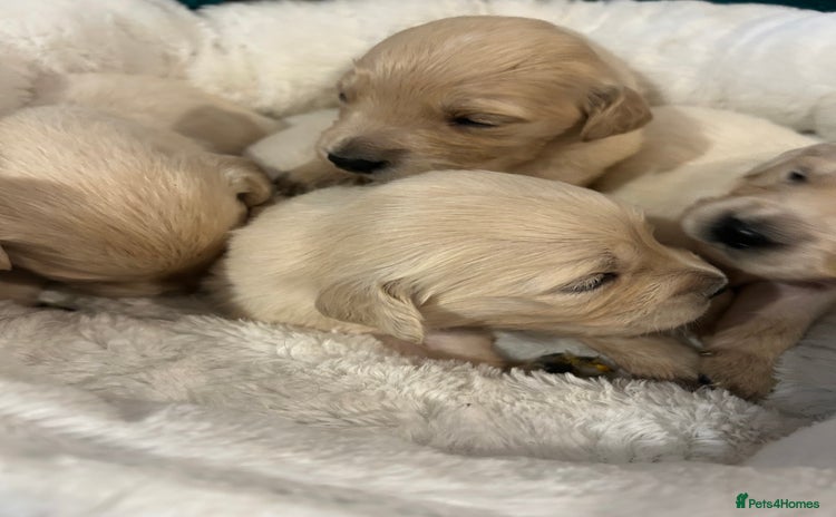 Golden Retriever dogs - Advert 2