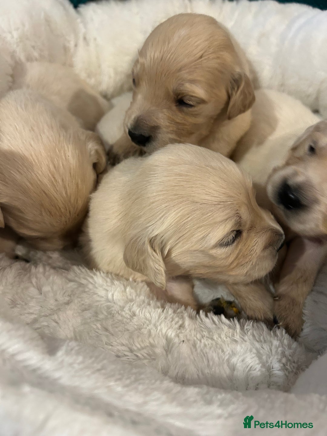 Golden Retriever dogs for sale: Stunning golden retriever puppies   - Image 1