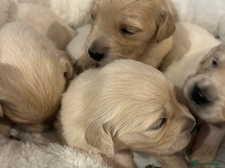Golden Retriever dogs - Advert 4