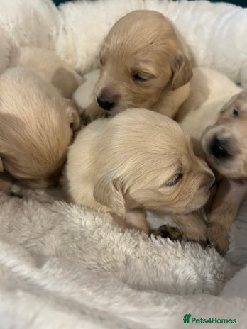Golden Retriever dogs - Advert 2