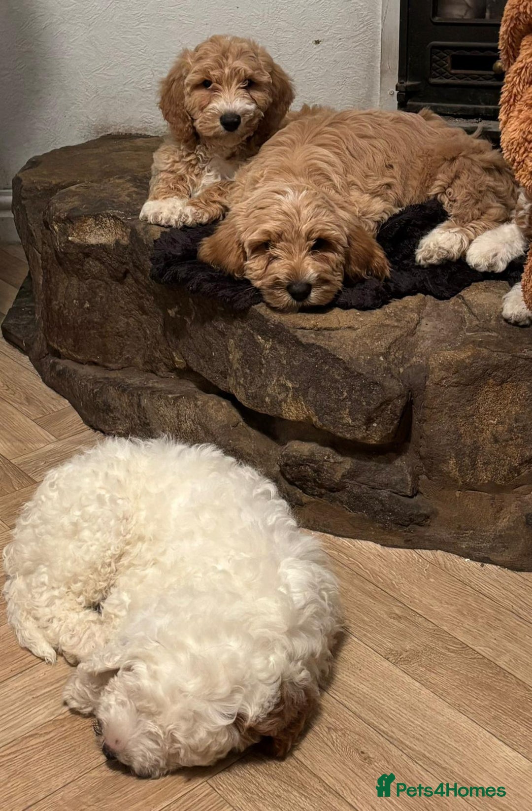 Australian Labradoodle dogs for sale: Australian Labradoodles for Sale - Advert 12