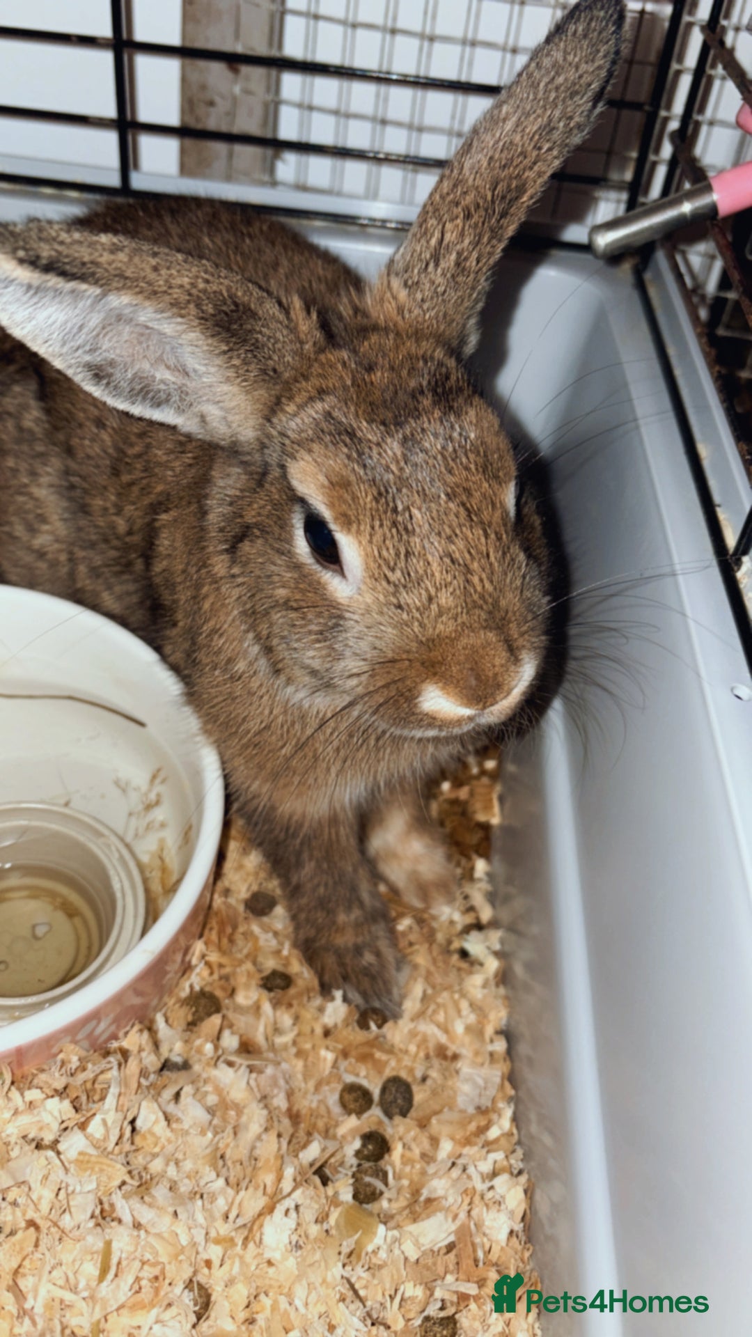 Dwarf Lop rabbits for sale: Dwarf lop - Image 4