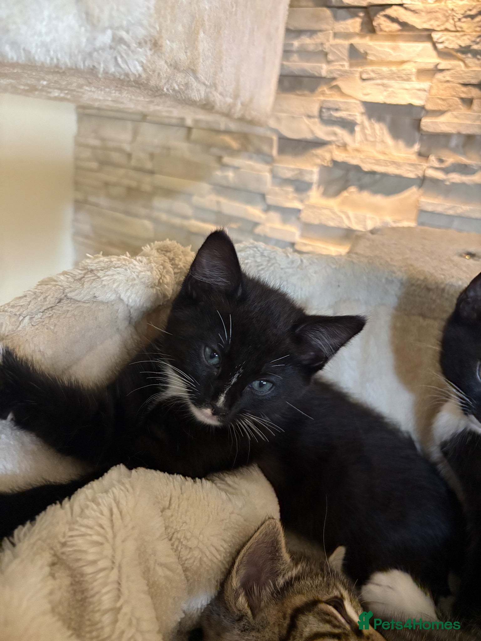 Mixed Breed cats Beautiful bengal cross *REDUCED 2 x FEMALES LEFT** - Advert 5