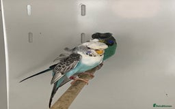 Mixed Breed birds for sale: Hand reared conures and avairy budgies  - Image 9