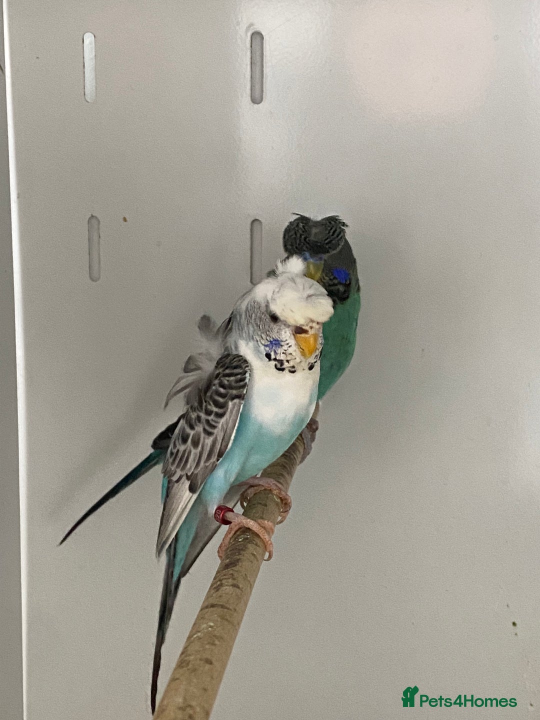 Mixed Breed birds for sale: Hand reared conures and avairy budgies  - Image 9