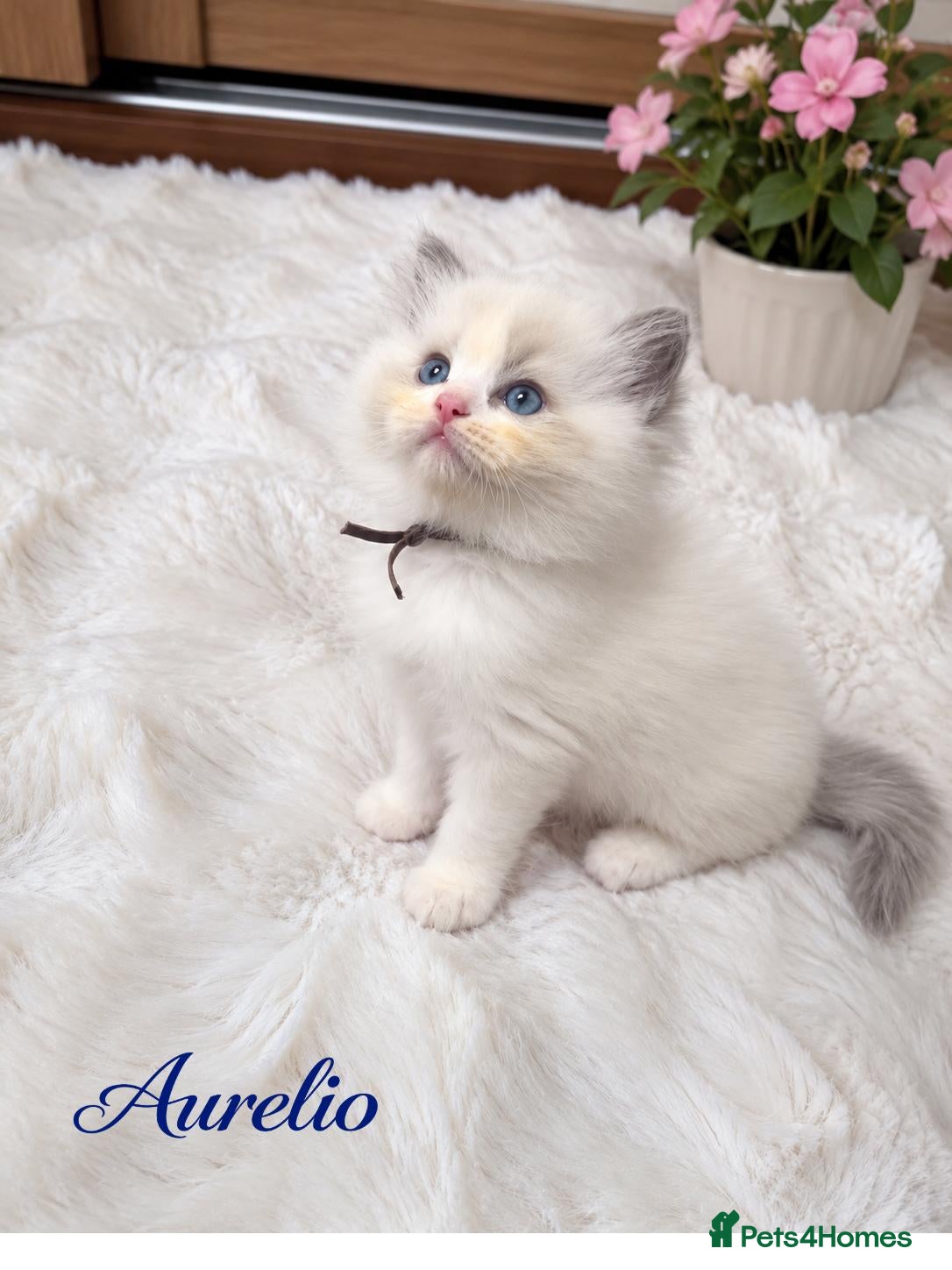 Ragdoll cats for sale: TICA Champion Bloodline Ragdoll Kittens - Advert 1