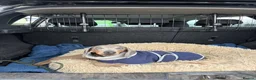 Miniature Dachshund dogs for sale: Charming Chipotle Looking For Forever Home  - Advert 3