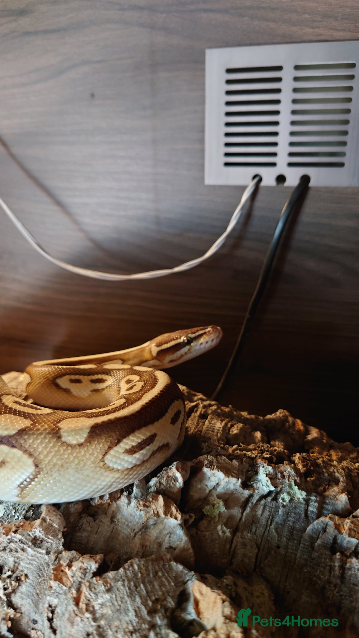 Python Snake reptiles Male butter ball python  - Advert 1