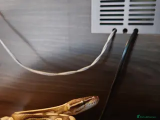 Python Snake reptiles Male butter ball python - Advert 1