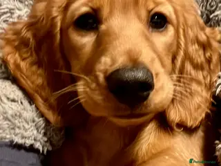 Miniature Dachshund dogs KC Registered Mini Long Haired Dachshund Pups - Advert 17