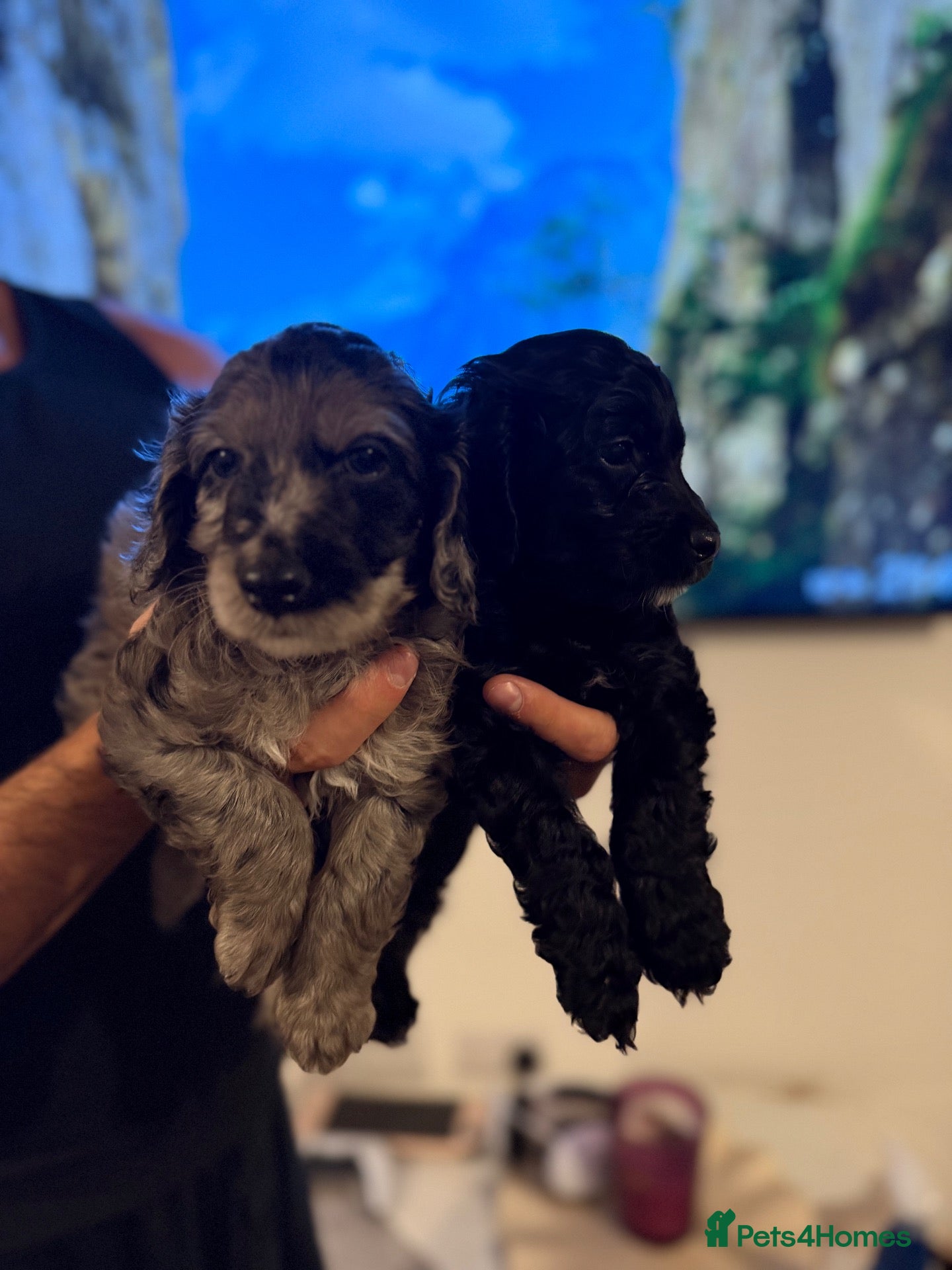 Cockapoo dogs for sale: Cockapoo puppies ready 7th November✨ - Advert 1