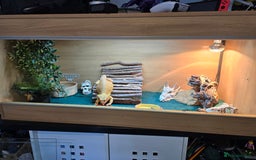 Bearded Dragon reptiles for sale: Bearded dragon - Advert 1