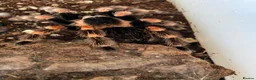 Tarantulas invertebrates for sale: Brachypelma smithi Red knee Tarantula  in Norwich - Advert 2