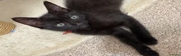 Domestic Shorthair cats for sale: 4 adorable kittens looking for new homes - Advert 7