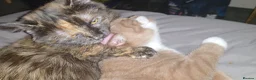 Munchkin cats for sale: Loving munchkin for sale - Advert 9
