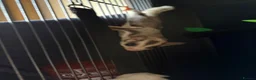 Sugar Glider rodents for sale: Female Sugar gliders with cage - Advert 4