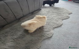 Pomeranian dogs for sale: Pomeranian puppies  - Image 9