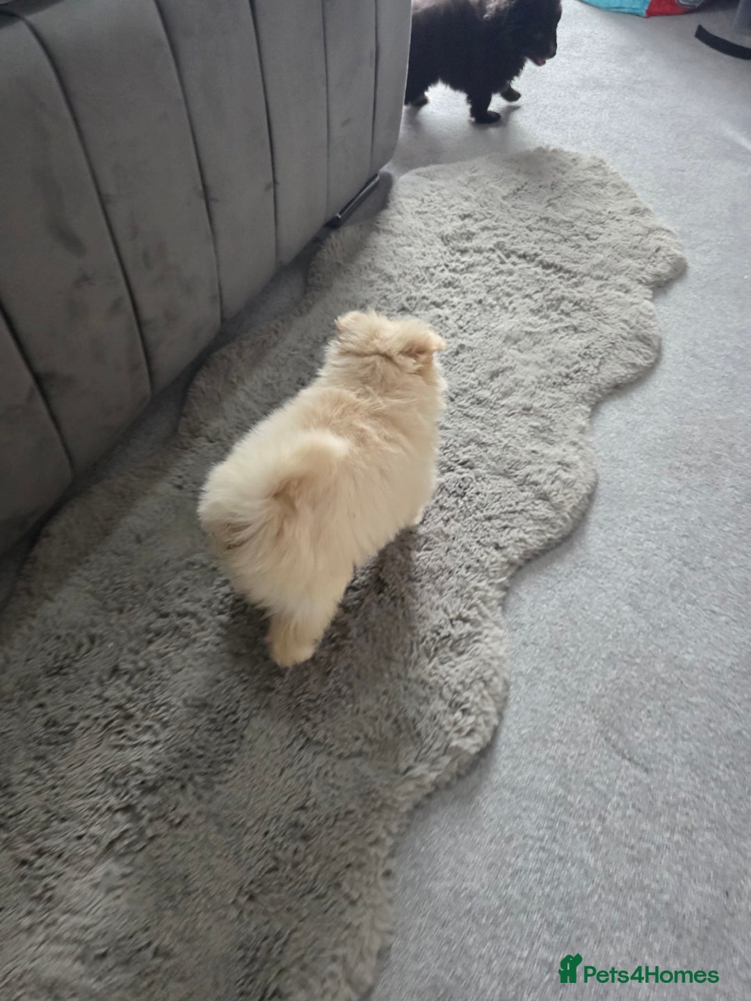 Pomeranian dogs for sale: Pomeranian puppies  - Image 9
